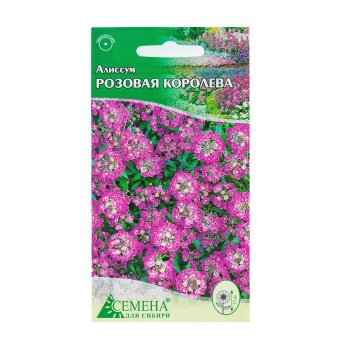 Семена алиссума Розовая Королева Семена для Сибири