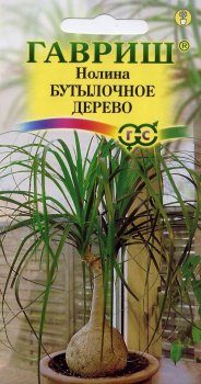 Семена нолины  Бутылочное дерево Гавриш