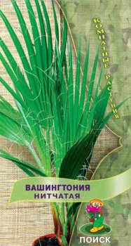 Семена вашингтонии  Нитчатая комнатная Поиск