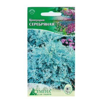 Семена цинерарии Серебряная Семена для Сибири