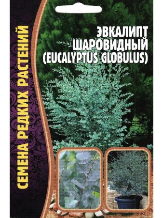 Семена комнатных цветов Эвкалипт Шаровидный Семена для Сибири