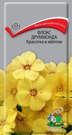 Семена флокса Красотка в Поиск